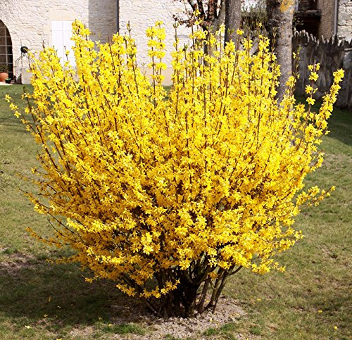 Garden Shrub Plants, Forsythia Bright Yellow Spring Flower, Hardy Outdoor Garden Plants