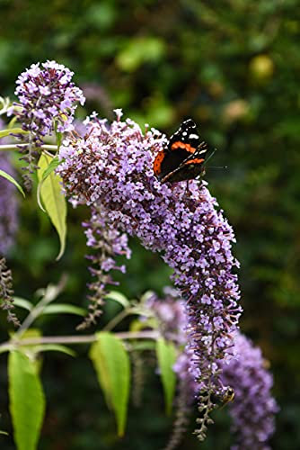 Buddleja davidii 'Wisteria Lane', Buddleia, Butterfly Bush, Scented, Hardy Shrub, Purple Flowers, Attracts Butterflies, Ideal for Patio Garden, Beds and Borders, 1 x 3.6-Litre Potted Plant by Suttons