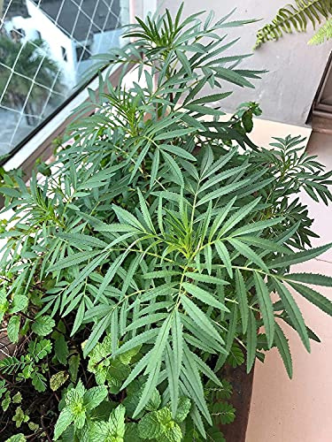 Black Mint Huacatay (Tagetes minuta) 100PCS Seeds for Planting, Open Pollinated, NonGMO, Black Mint Sauce or Green Cream, Heirloom, Peruvian Black Mint, Stinking Roger, Wild Marigold