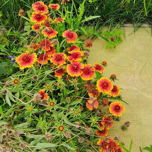 300 Pcs Kokardenblume Staude Winterhart Pflanze Samen - Deko Blumen, Bonsai Samen (Gaillardia Aristata) Gartendeko Für Draußen, Balkonpflanzen Saatgut Blumenbeet, Exotische Pflanzen