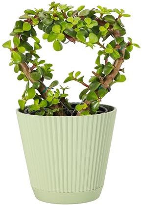 Thorsen's Greenhouse, Heart-Shaped Jade Bonsai Plant, Live Indoor Plant, Gift, Succulent Plant, 4-inch Diameter Pot (Sage)