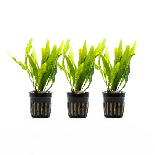 AquaBreedingSkill Set de 3 Microsorium pteropus plantes d’aquarium vivante pour eau douce, plante verte décorative pour aquarium, idéale pour poissons et crevettes – avec passeport phyto (Java 3 pcs)