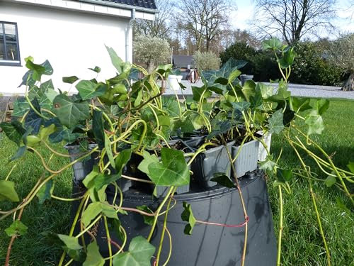 gruenwaren jakubik 25 Stück Efeu Hedera helix 40-50 cm Heckenpflanze winterhart Kletterpflanze Hecke Sichtschutz blickdicht
