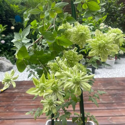 Semillas de Clematis, semillas de Clemátide florida, de jardin resistentes trepadoras resistentes de jardín de rocas 200pcs