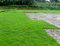 500pcs semillas de césped Zoysia tenuifolia (Corea) Semillas Evergreen Lawn j693