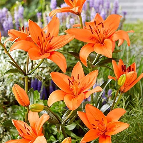 schone Lilium Asiatic Flower Bulbs – Delightful Blooms – Perennial – Summer Flowering Bulbs – for Your Beautiful Garden (2 x Lilium Asiatic), Green,Orange
