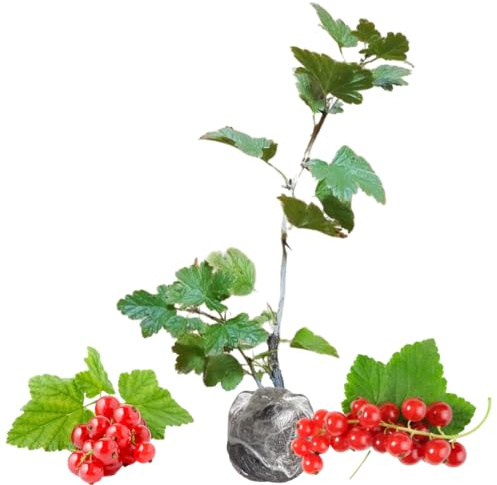 Red Currant Plant Live for Planting 5-9 Inch Tall, Red Currant Bush Live Plant, Currant Berries, 1 Year Old
