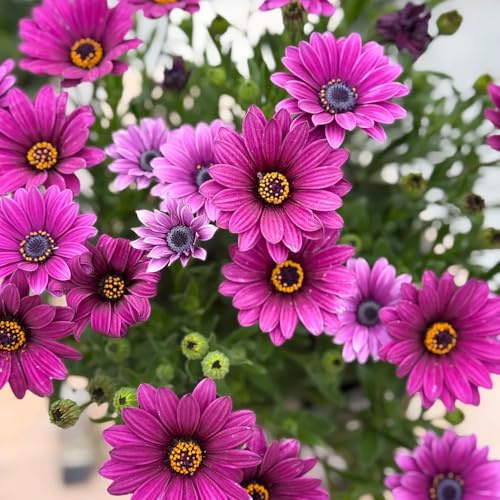 Semi di margherita del Capo - resistenti decorazione giardino balcone 500pcs