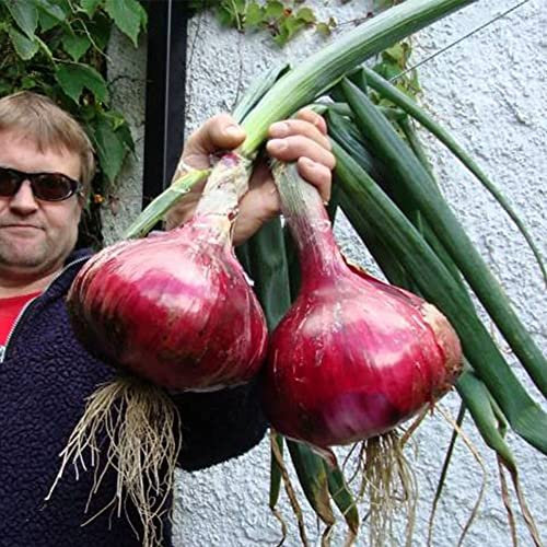 Saterkali Géant Rouge Oignon Échalote Graines, 200 Pcs Géant Oignon Rouge Échalote Graines Stérilisation Légumes Plante Décor À La Maison 200 pièces