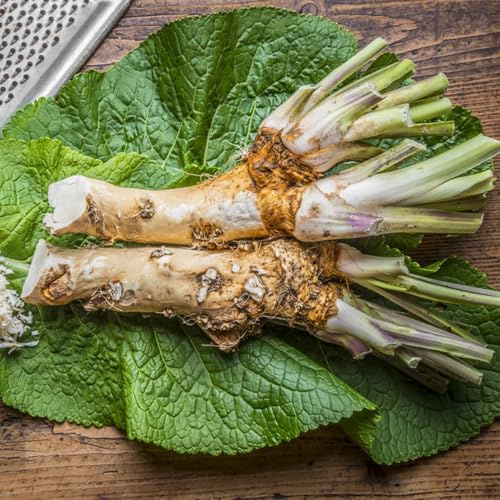 800 piezas semillas de rábano picante orgánicas cama balcón interior, jardín variedades antiguas