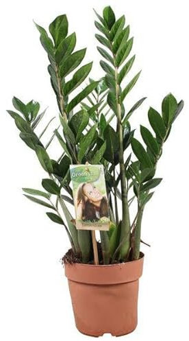 Zamioculcas Zamiiifolia - Pianta portafortuna - Ø 17 cm - 70 cm