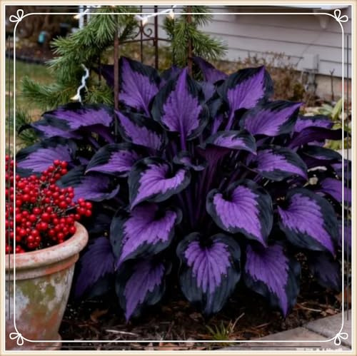 Perennial Hosta/opción decorativa para jardines de clima cálido y terrazas abiertas-6rhizome-E