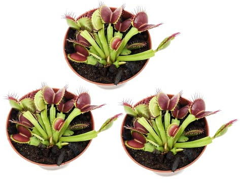 Dionea Atrapamoscas Pack 3 Plantas Carnívoras Venus Exterior e Interior