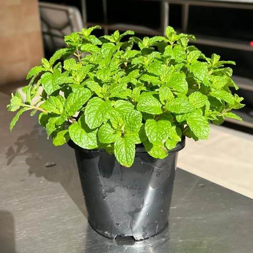 semi di menta verde, resistenti di menta piperita, selvatiche per giardino balcone regali per giardinieri aiuole 300pcs