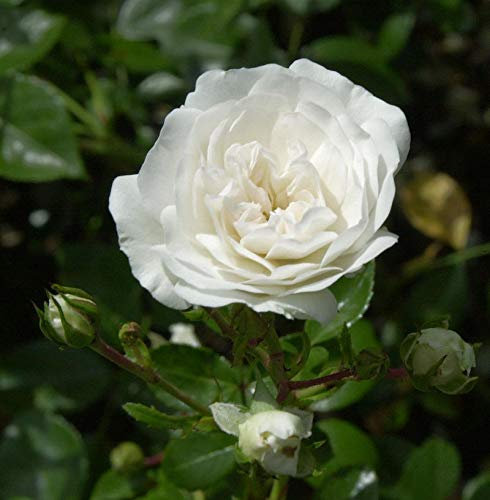 Bodendeckerrose Sea Foam 20-30cm