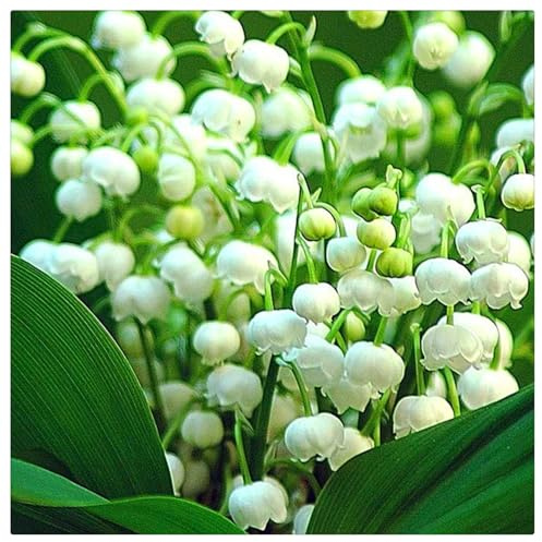 Ideal para Sombra Fresca - Campánulas Nacaradas y Fragantes - Bulbos de Lirio de los Valles -Follaje Lustroso y Elegante-5 Bulbos-G