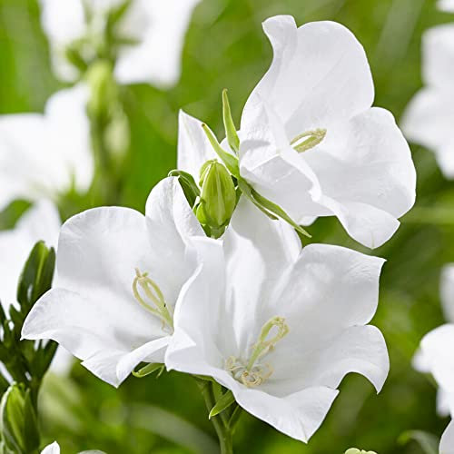 Campanula Takion White - Fairy Bellflower | Potted Perennial Plants Garden Ready (30-40cm Incl. Pot)