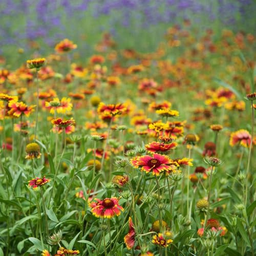 semillas de manta, gaillardia, cubierta perenne resistente silvestres de balcón Decoración de jardín para exteriores, alfombra, 400pcs
