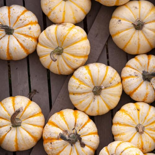 Semillas de calabaza - antiguas variedades de exótico balcón invernadero extraño resistentes para jardines rocas jardín calabaza ornamental 350pcs