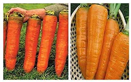 Stk - 20x Riesen F1 Russische Karotten Möhren Gemüse Pflanzen - Samen A278 - Seeds & Plants Shop by Ipsa