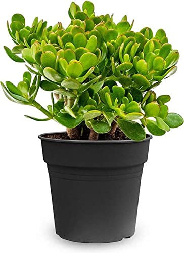Crassula Ovata Planta de Jade Natural Suculenta de Interior o Exterior Resisitente
