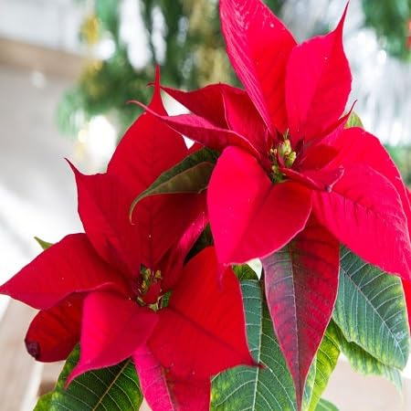 100 graines de fleurs de poinsettia fraîches et neuves