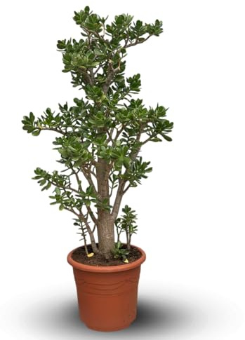 Attitude Jardin - Crassula ovata - albero di giada - 130-50 cm - ⌀ 35 cm - cactus e piante grasse