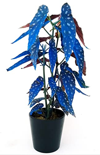 POWERS TO FLOWERS - BEGONIA MACULATA COLOR LIFE BLU, pianta vera