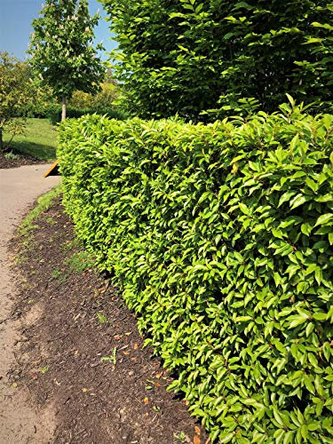 100 Portuguese Laurel Hedging Evergreen Plants Fast Growing Shrubs 15-20cm Potted Sunnyside Nurseries