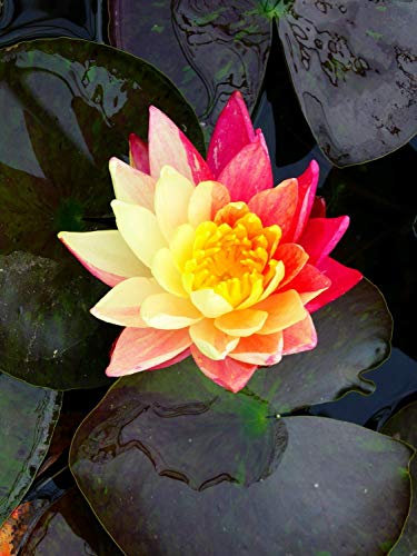 Lincolnshire Pond Plants Ltd - Wanvisa Water Lily - Live Water Plant Aquatic Pond Lake Marginal - Kit