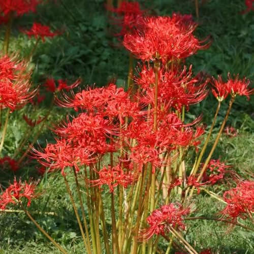 giglio ragno, giglio di sangue - bulbo dito lycoris radiata sostenibili da giardino e da, tappezzanti 5bulbi