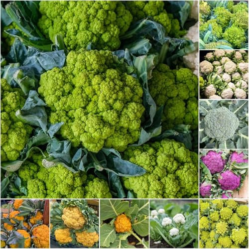 coliflor - semillas resistentes semillas de interior bonsái jardín cocina 200pcs