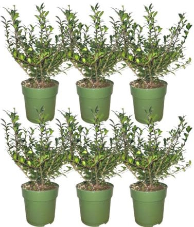 Ilex crenata 'Jenny' – 6 st