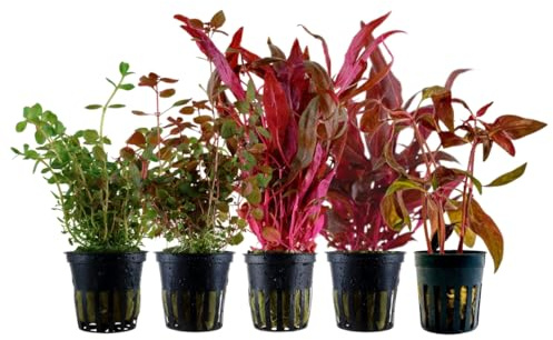 AquaOne Akvarium växter I 5 x vattenväxter I färgglada akvarieväxter I Alternanthera reineckii Rotala I set med 5 vackra färgglada krukor akvarieväxter