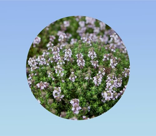 150 Graines de Thym d'Été - Variété Aromatique et Parfumé - Idéal Cuisine, Mellifère et très Résistant à la Sécheresse