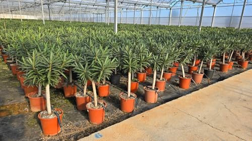 Sunny Tree - Pianta - Oleandro sul tronco - Nerium oleandro - Altezza 110-120 cm - Colore Rosso - Pianta per esterni - Pervinca in inverno - Pianta mediterranea