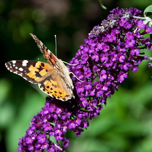 GreenboutiQ - Arbuste à papillons - Buddleja davidii Purple Emperor - Fleur Violet - 1 Plante - Caduc - Attire les papillons - Pot 17cm Hauteur 25cm