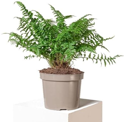 Helecho Común Natural Planta de Interior de Fácil Cuidado
