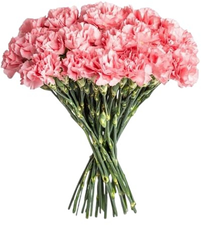 DECOALIVE | Ramo Clavel Rosa l | Bouquet 50 Flores | Claveles Rosas Naturales y Frescos