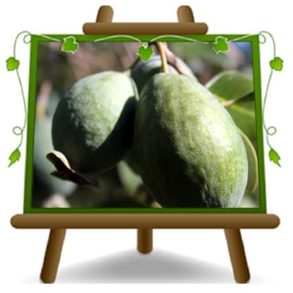 Feijoa Mammouth - Ancien fruitier - Arbre sur pot de 20 - max 100 cm - 2 ans