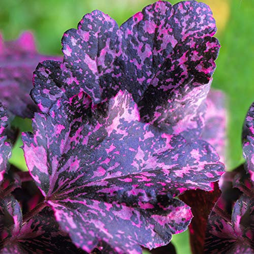 Heuchera 'Midnight Rose' est une plante vivace herbacée pour jardin extérieur.