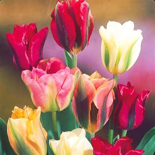 Tulpenzwiebeln Winterhart MehrjäHrig Tulpenzwiebeln Winterhart Tulpen Zwiebeln Mix Tulpen Zwiebeln Mix,Gärten Geschenk bereit MehrjäHrige Knollenpflanze Im Topf Pflanzen-5zwiebeln-e