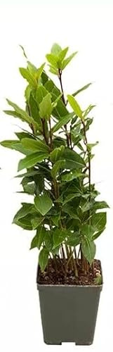 Mini Laurel DECOALIVE Planta Natural con Hojas Aromáticas