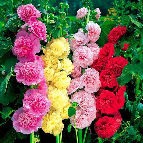 Hollyhock Chaters double Triumph mix 100 seeds + Plant tag + Freebie - Althaea rosea