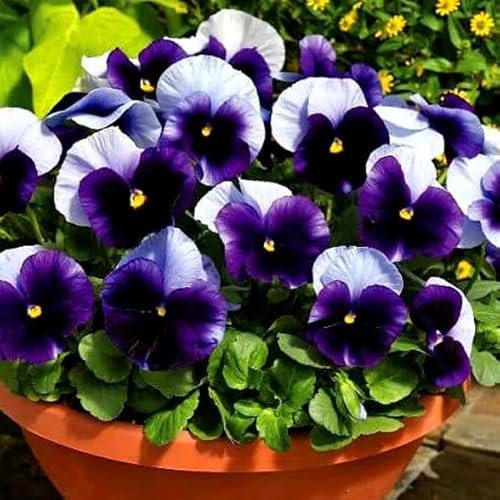 Pansy Swiss Giant Lord Beaconsfield 200 Seeds + Plant tag + Freebie - Viola wittrockiana