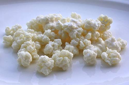 Raw Organic Organic Milk Kefir Grains Tibetan Mushroom 30g