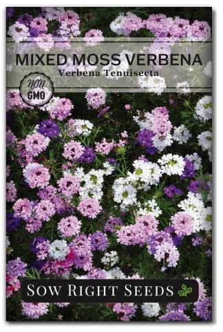 Sow Right Seeds - Mixed Moss Verbena Seed for Planting Perennial Flower