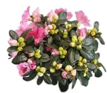 Azalea Flores Rosa DECOALIVE Planta Natural para Exterior e Interior
