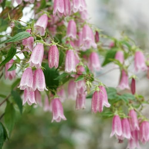 Semillas de campanilla - semillas de jardín Campánula mediana - Las perennes son perennes resistentes 250pcs