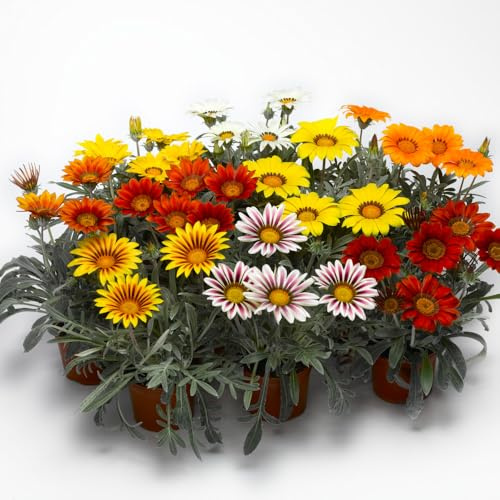 Bedwen Gazania 'Kiss Frosty Mix' Plug Plants x6 – Silver-Leaved Drought Tolerant Flowers for Hot Sunny Spots